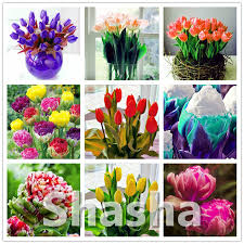 Like they never want to stop kissing me.its very passionate and romantic. 100 Pcs Mini Bonsai Tulip Indoor Tulip Beautiful Tulipanes Flower Plant Flower Bulb Symbolizes Love Fragrant Diy Home Garden Buy At The Price Of 0 26 In Aliexpress Com Imall Com