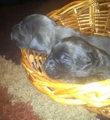 We inform you about the corso cane puppies available for sale. Blue Cane Corso For Sale Ohio