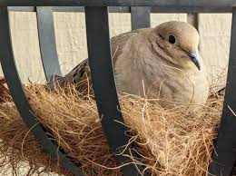 Nestwatch Mourning Dove Sitting On