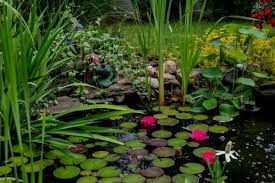 how to overwinter pond plants water