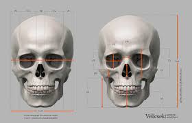 a short guide on human skull proportions