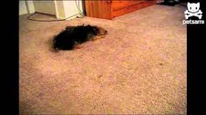 dog mops the floor with his face you