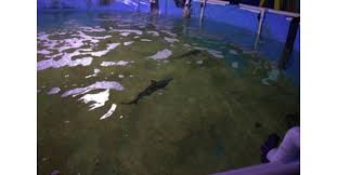 Long Island Aquarium Treating Sharks
