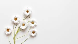 White Flowers Branches In White