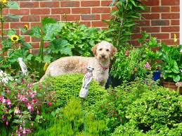 sy garden plants for dog owners