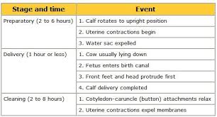 Cattle Calving Chart Beef Cattle Calving Stages Down On