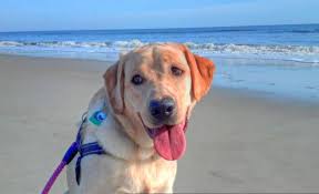 dog friendly beaches in brunswick