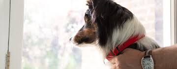 alopecia in dogs causes treatment