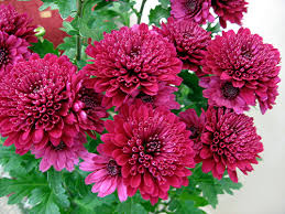 Image result for red flower images