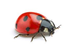 ladybug identification habitat