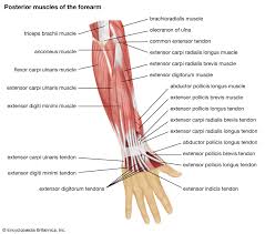 Forearm tendonitis is a condition in which the tendons in the forearm become inflamed and painful. Arm Definition Bones Muscles Facts Britannica