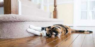 do cats ruin hardwood floors poultry
