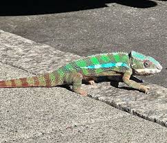 a chameleon in san francisco