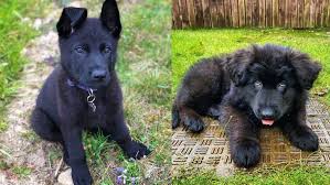 German shepherd puppies for sale! Black German Shepherd 11 Things You Should Know Before Buy Puppy