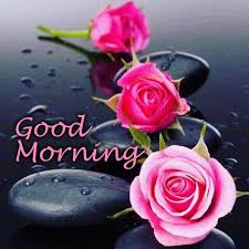 You can send all of these beautiful good morning rose for whatsapp status to cheer up your lovely. Download The Images Of The Beautiful Flowers Good Morning Images Good Morning Images Quotes Wishes Messages Greetings Ecards