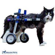 cat wheelchair walkin wheels
