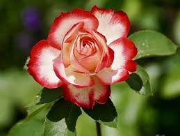 Bildergebnis für beautiful roses