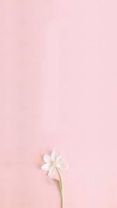 Jual background foto putih polos ukuran 2,25 x 6 meter. Pink Fresh H5 Background Art Flower Phone Wallpaper Pink Wallpaper Iphone Pink Background