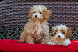 Lancaster puppies has havanese puppies. Havapoo Care Guide Meet The Havanese Poodle Mix Perfect Dog Breeds
