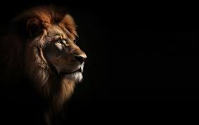 premium photo lion wallpapers hd for