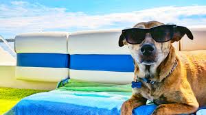 Feel like going out to eat or drink, but don't want to leave your dog behind? Dog Friendly Cruises