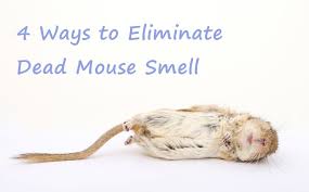 how to get rid of dead rat smell for