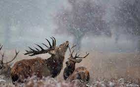 Hd Wallpapers Winter Deer - 1680x1050 ...