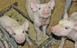 Image result for How To Start Pig Farming In South Africa