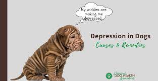 Check spelling or type a new query. Depression In Dogs Signs Causes And Natural Remedies
