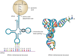 Structure And Function Of Rna Microbiology