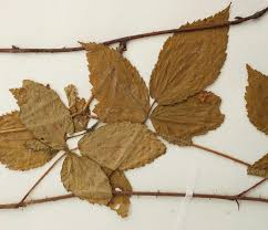 Rubus beamanii, a new name for Rubus vagus L.H. Bailey, a ...