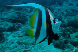 longfin bannerfish facts and