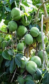 Sapota fruit is also known as nose berry, sapodilla plum and chikoo sapote. White Sapote Tree