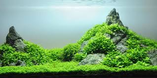 aquarium carpet plants