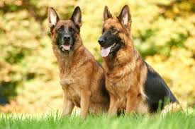 Gentle pets and strong watch dogs, gsds are noble, large, muscular dogs bred for their intelligence and working ability. German Shepherd S Weight And Height The Complete Guide And Charts