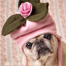 Image result for dogs in funny fashion