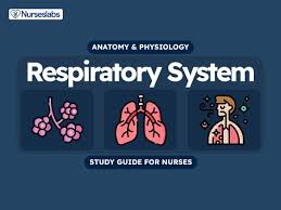 respiratory system anatomy and