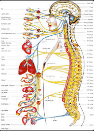 The Autonomic Nerve System Johnson City Chiropractor