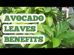 avocado leaves benefits you