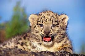 Big Cats: Snow Leopard cub (Panthera uncia) or (Uncia uncia). | Tom & Pat  Leeson