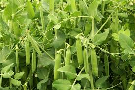 growing peas how to plant grow and