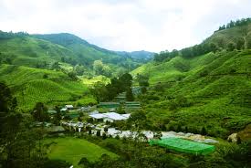 Image result for tea boh plantation