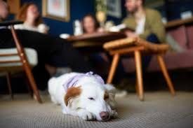 the best dog friendly cafes pubs and