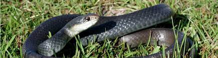 commonly confused snakes in central
