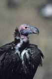 is-a-turkey-vulture-the-same-as-a-buzzard