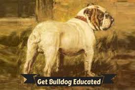 english bulldog puppies by akc english