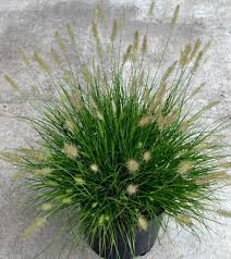 When landscaping, be mindful of exactly what you're planting; Small Ornamental Grasses Fairview Garden Center