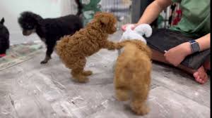 kids akc toy poodle puppies