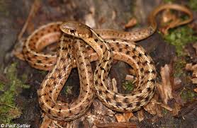Conservation concerns and listed statuses come from the illinois endangered species protection board's february 2011 checklist of endangered and threatened animals and plants of illinois and the illinois natural history survey's website. Eastern Gartersnake