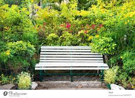 Bench In Green Tropical Garden A